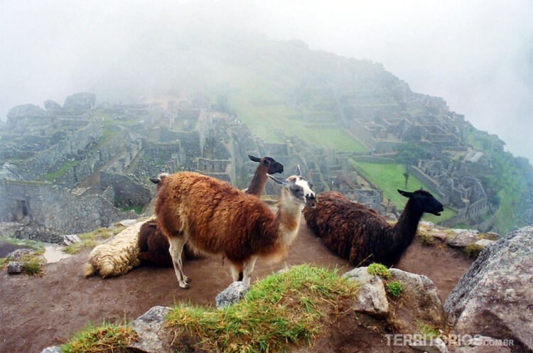 Lhamas em frente as ruínas de Machu Picchu, Turismo no Peru