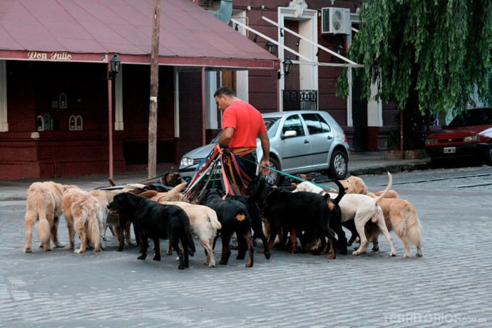 Cena comum no Palermo e na Recoleta, nesta eu contei mais de 15 cachorros