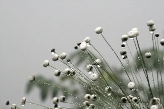 Chuveirinho na Chapada dos Veadeiros, Goiás - Brasil