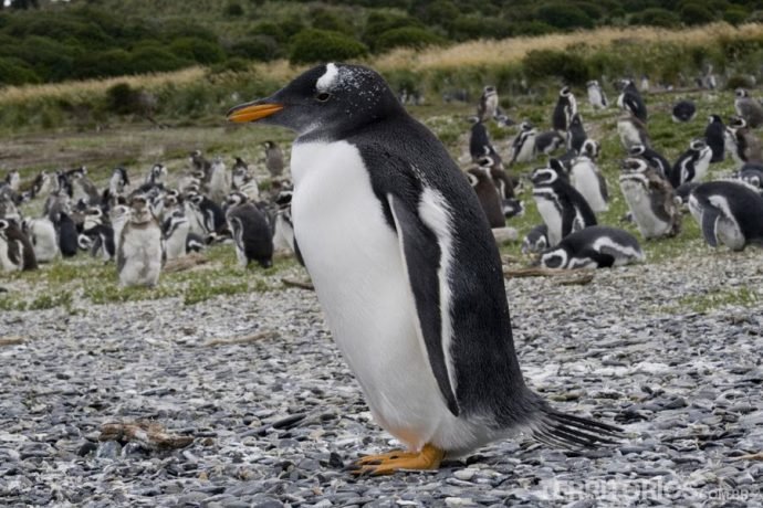 Pinguin Papúa e mais pinguins atrás
