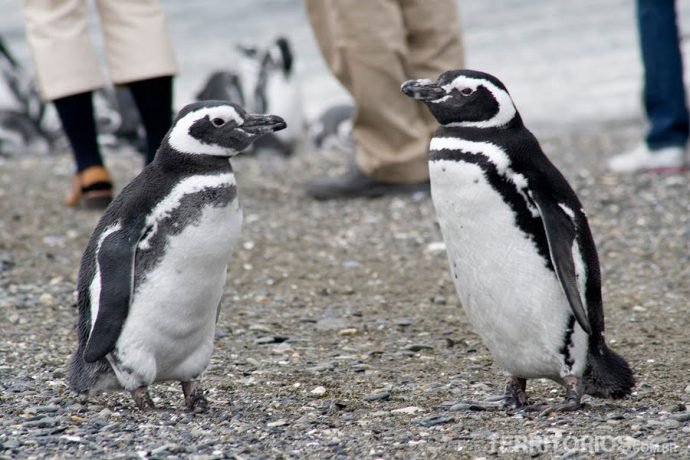 Pinguins Magallánico