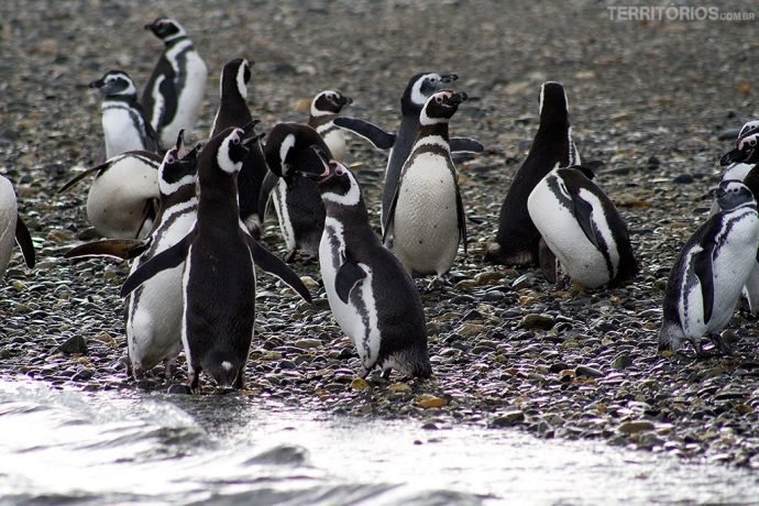 Pinguins Magallánicos
