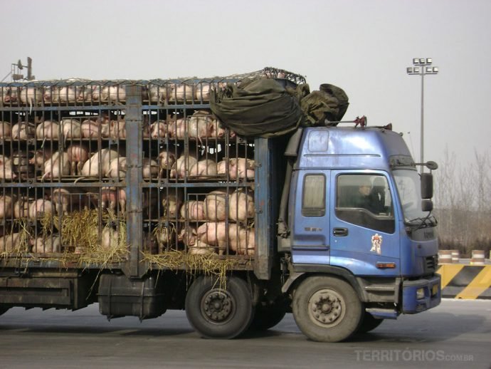 Caminhão de porcos