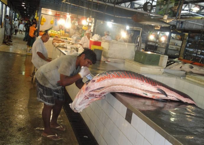 Piracuru no mercado de Manaus