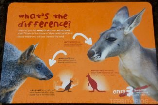 A diferença entre alguns marsupiais