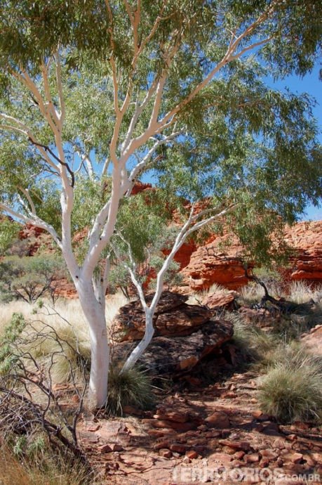 Os aborígenes usavam o pó que sai desta árvore como protetor solar e antisséptico