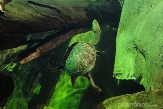 Animais da Austrália: tartaruga