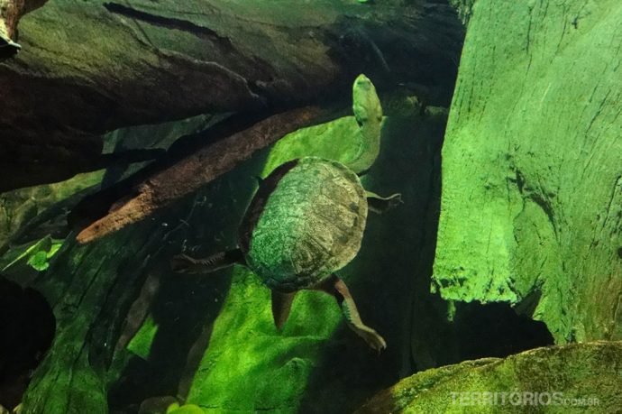 Broad-shelled Turtle