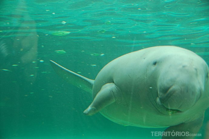 Dugong