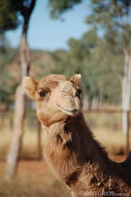 Camel