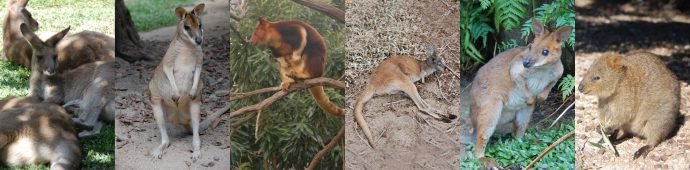 Animais da Austrália: tipos de cangurus
