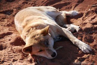Animais da Austrália: cachorro selvagem australiano