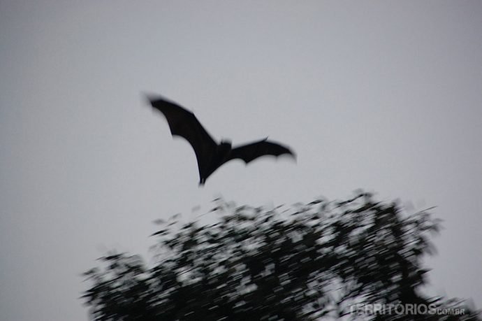 Morcegos