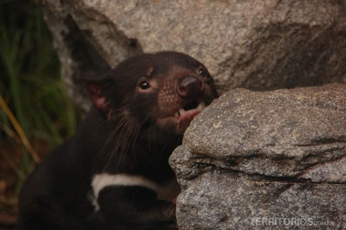 Diabo da Tazmânia