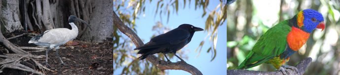 Animais da Austrália: pássaros 