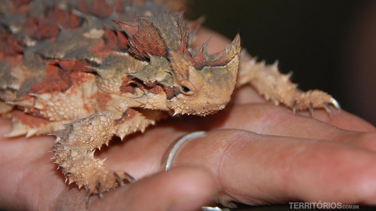 Thorny Devil é um dos exóticos animais da austrália