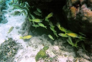 Peixes durante o snorkel no Caribe