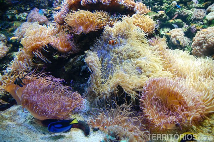A Grande Barreira de Corais fielmente representada no Sydney Aquarium