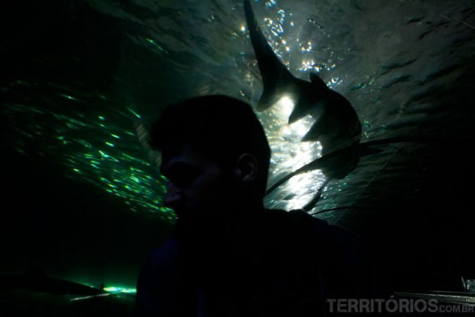 Caminhar com tubarões passando por todos os lados num ambiente sinistro do Sydney Aquarium
