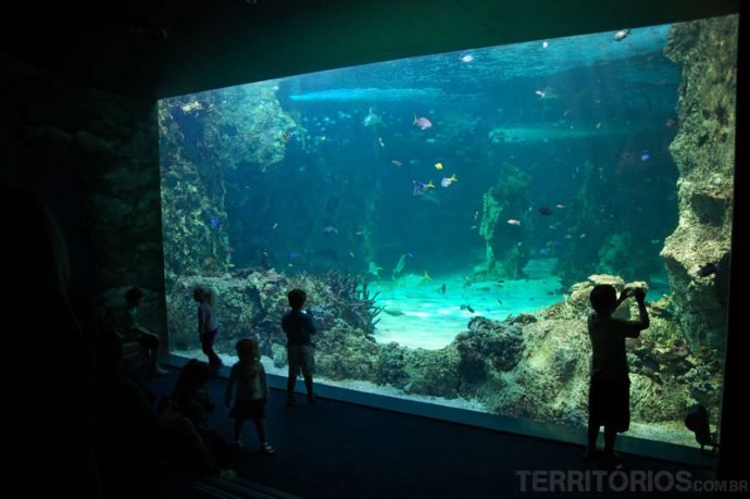 Visitar o aquário em um dos 5 dias em Sydney é obrigatório para quem se interessa por animais