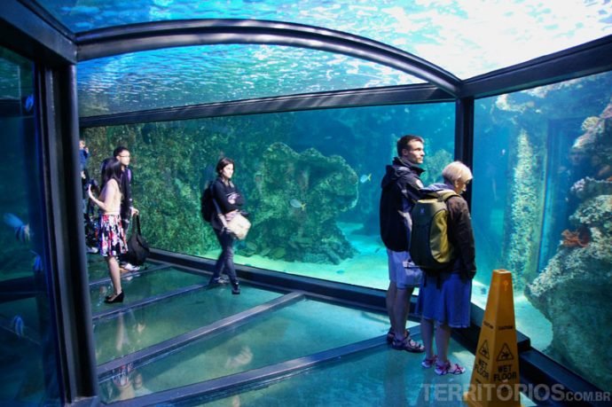 Túneis de vidro onde os peixes circulam por todos os lados