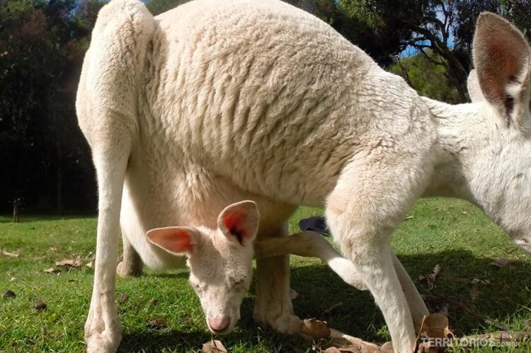 Canguru albino com filhote
