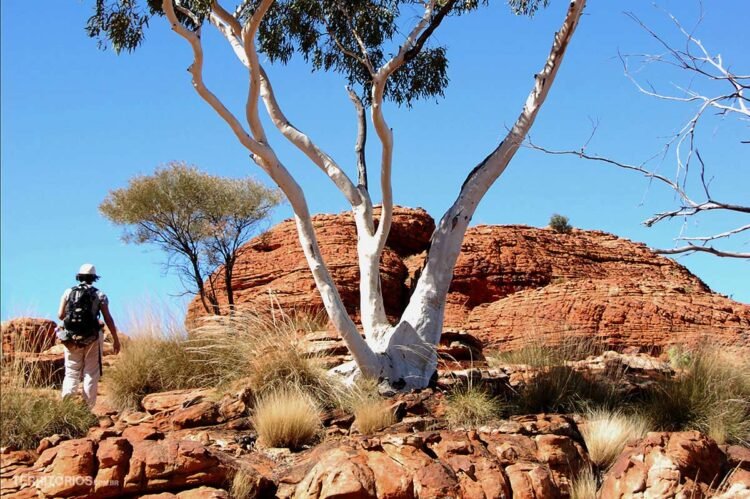 Árvore branca em cenário com rochas cor de laranja e vegetação rasteira. Mulher com roupa clara caminha com mochila preta nas costas. Céu azul.