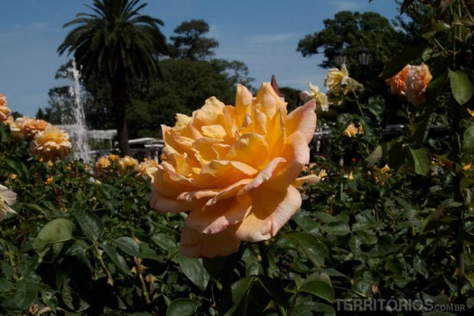 Rosas perfumadas
