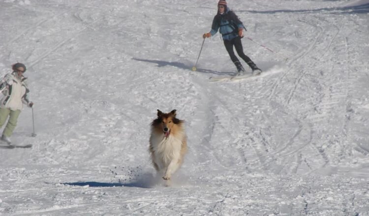 Cachorro na neve, Alpes