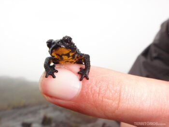 Sapo endêmico do Monte Roraima
