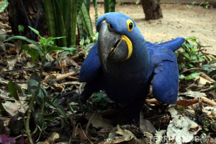 Arara-Azul no Parque das Aves