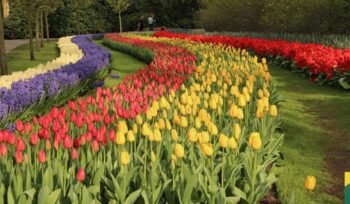 Keukenhof - Holanda