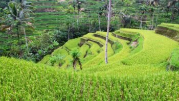 Tegalalang, Indonésia