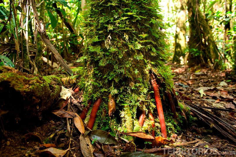 Vegetação toma conta dos troncos das árvores que tem raízes diferentes