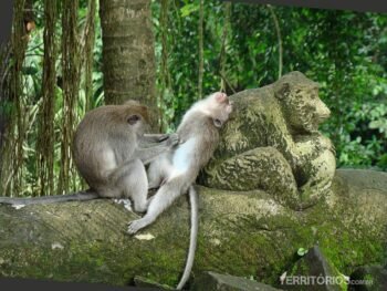 Sagrada Floresta dos Macacos