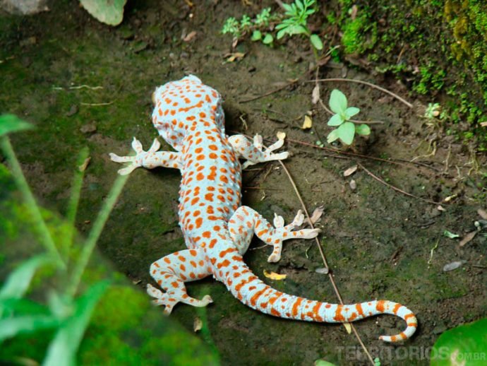 Lagarto exótico