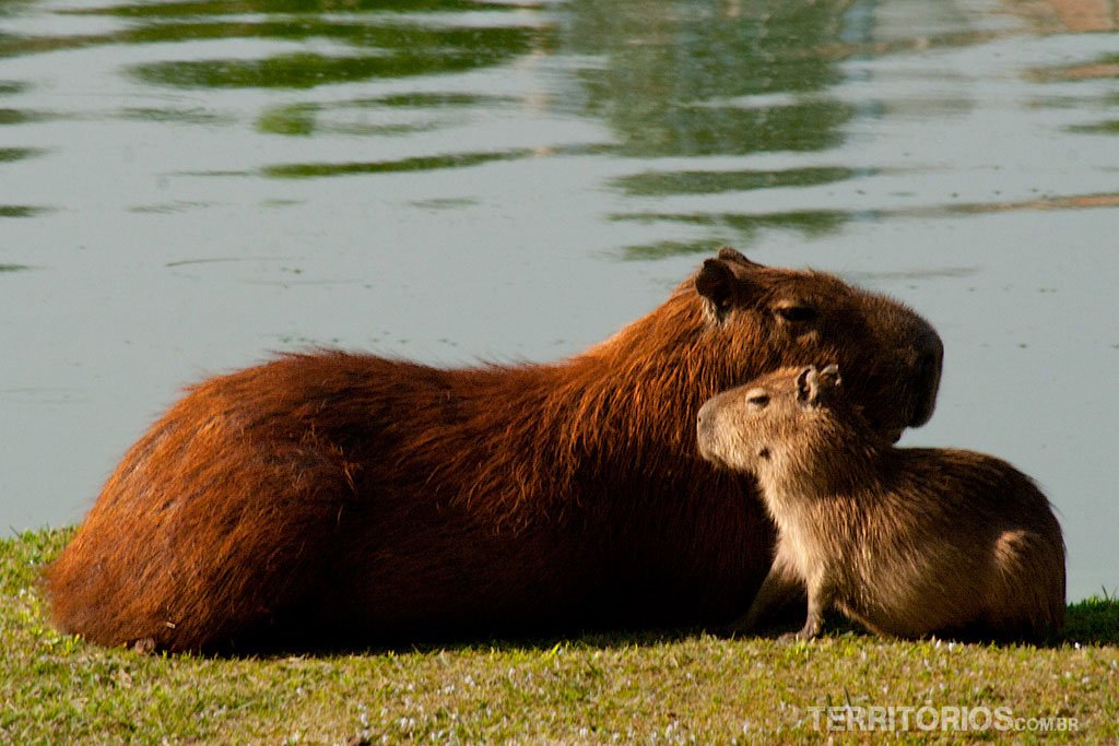 21 ideias de Capivaras  capivaras, capivara, fotos de capivara