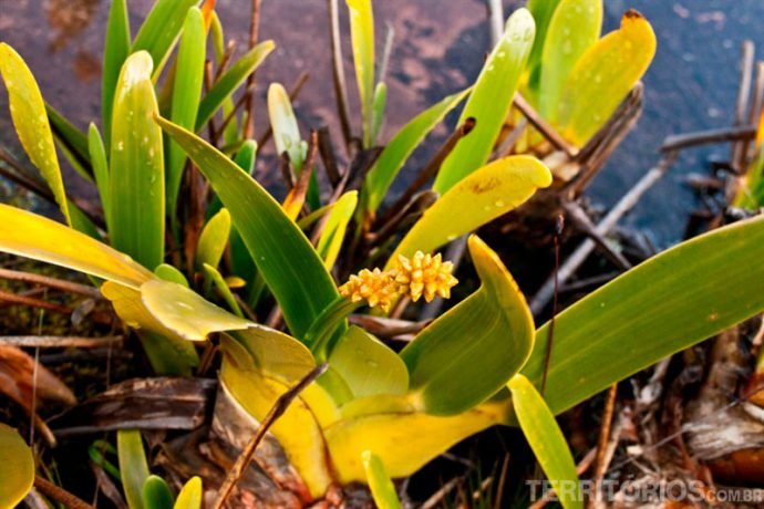 Os brotos do stegolepis guianenses entre as plantas dos Jardins pré-históricos do Monte Roraima
