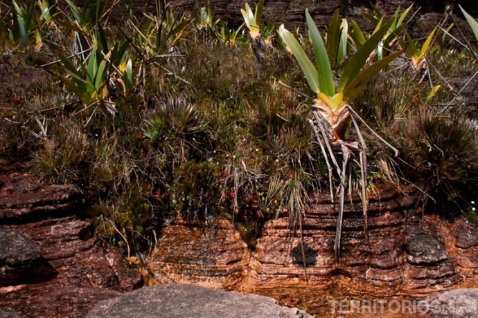 Fontes de água e stegolepis guianenses, a planta predominante nos Jardins pré-históricos do Monte Roraima