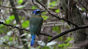Fazenda Boca da Onça, Bodoquenha, Mato Grosso do Sul - Brasil