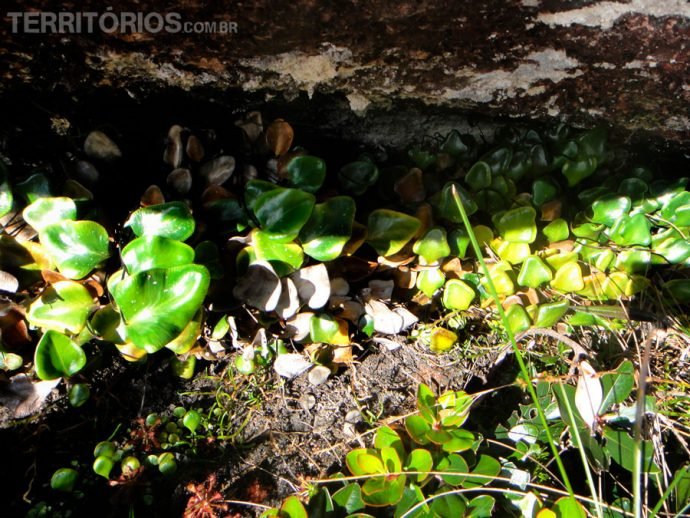 Vegetação endêmica