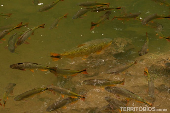 Piraputangas nas cachoeiras de Bonito