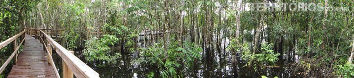 Passarelas no meio da floresta alagada. Quando chove a sensação é que a água vai subir rápido