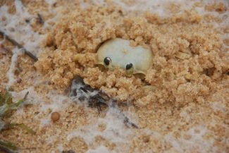Siri escondido em Caraíva, Bahia - Brasil