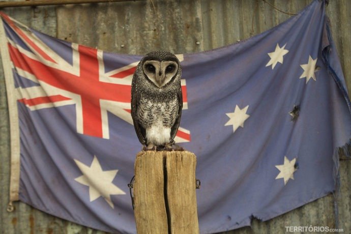 Coruja na Austrália, Oceania