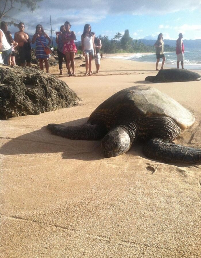 Tartaruga na praia, ilha no Havaí