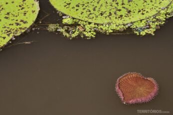 Vitória régia nascendo na selva Amazônica, Fotos do Amazonas