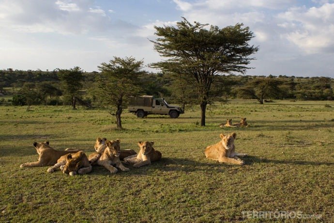 Coisas para fazer antes de morrer: safari para ver leões 
