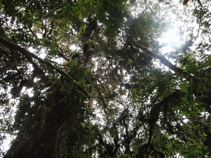 Bosque Nebuloso em Monteverde