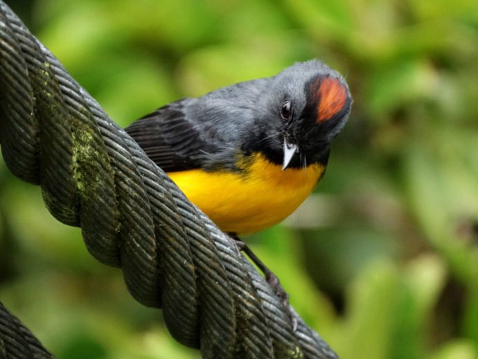 Costa Rica tem variadas espécies de pássaros